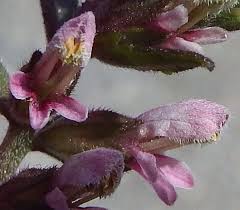 Attēlu rezultāti vaicājumam “Odontites vulgaris flower”