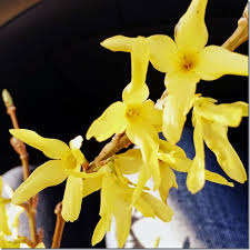 Attēlu rezultāti vaicājumam “Forsythia intermedia flower”
