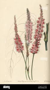 Attēlu rezultāti vaicājumam “Bistorta major fruit”