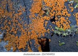 Attēlu rezultāti vaicājumam “Trichia flavicoma”