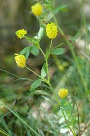 Attēlu rezultāti vaicājumam “Trifolium aureum leaf”