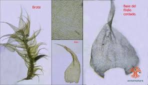 Attēlu rezultāti vaicājumam “Ctenidium molluscum”