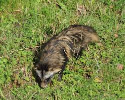 Attēlu rezultāti vaicājumam “Nyctereutes procyonoides”