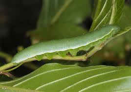 Attēlu rezultāti vaicājumam “Gonepteryx rhamni”