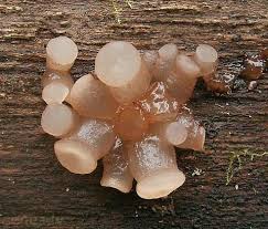 Attēlu rezultāti vaicājumam “Neobulgaria pura”