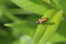 Attēlu rezultāti vaicājumam “Anogcodes melanurus”