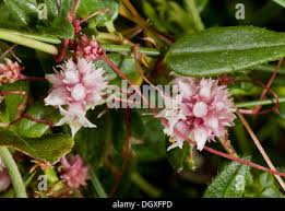 Attēlu rezultāti vaicājumam “Cuscuta epithymum subsp. trifolii flower”
