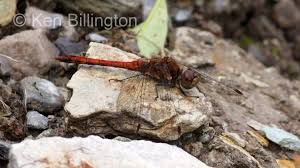 Attēlu rezultāti vaicājumam “Sympetrum sanguineum”