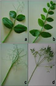 Attēlu rezultāti vaicājumam “Pisum sativum leaf”