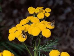 Image result for Tanacetum vulgare