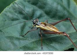 Attēlu rezultāti vaicājumam “Grypocoris sexguttatus”