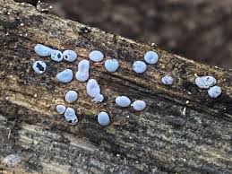 Attēlu rezultāti vaicājumam “Diderma chondrioderma macro”