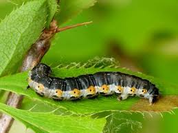 Attēlu rezultāti vaicājumam “Hydria cervinalis”