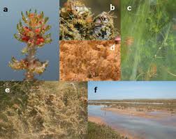 Attēlu rezultāti vaicājumam “Chara aspera male”