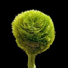 Attēlu rezultāti vaicājumam “Licea pusilla macro”