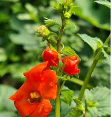 Image result for Alonsoa linearis