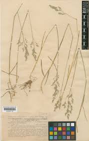 Attēlu rezultāti vaicājumam “Poa humilis”