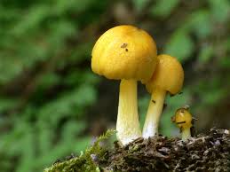 Attēlu rezultāti vaicājumam “Bolbitius vitellinus”