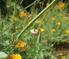 Attēlu rezultāti vaicājumam “Eschscholzia californica fruit”