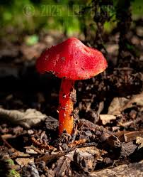 Attēlu rezultāti vaicājumam “Diderma umbilicatum macro”