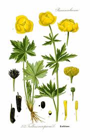 Attēlu rezultāti vaicājumam “Trollius europaeus”