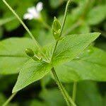 Attēlu rezultāti vaicājumam “Stellaria nemorum leaf”