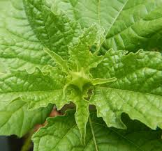 Attēlu rezultāti vaicājumam “Nicandra physalodes”