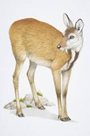 Attēlu rezultāti vaicājumam “Artiodactyla”