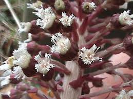 Attēlu rezultāti vaicājumam “Petasites hybridus flower”