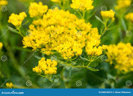 Attēlu rezultāti vaicājumam “Euphorbia virgata flower”