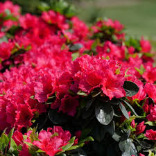 Attēlu rezultāti vaicājumam “rhododendron”