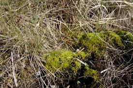 Attēlu rezultāti vaicājumam “Bryum neodamense”