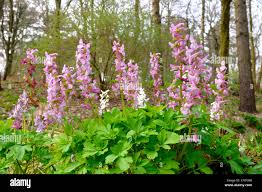 Attēlu rezultāti vaicājumam “Corydalis cava”
