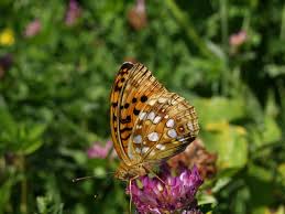 Attēlu rezultāti vaicājumam “Argynnis adippe male”