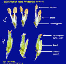 Attēlu rezultāti vaicājumam “Salix cinerea female flower”