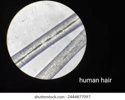 Image result for human hair microscope image