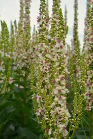 Attēlu rezultāti vaicājumam “Verbascum”