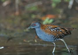 Image result for Porzana pusilla