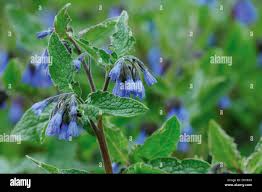 Attēlu rezultāti vaicājumam “Pulmonaria angustifolia flower”