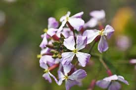 Attēlu rezultāti vaicājumam “Raphanus sativus flower”