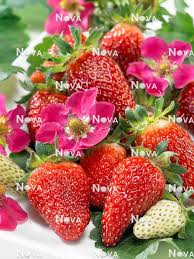 Attēlu rezultāti vaicājumam “Fragaria x ananassa fruit”