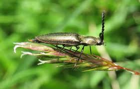 Attēlu rezultāti vaicājumam “Ctenicera pectinicornis male”