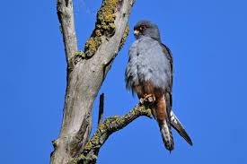 Attēlu rezultāti vaicājumam “Falco vespertinus adult”