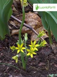 Attēlu rezultāti vaicājumam “Gagea lutea”