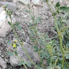 Attēlu rezultāti vaicājumam “Medicago x varia  flower”