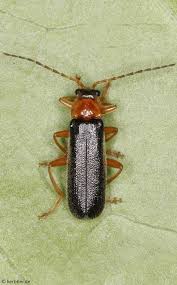 Attēlu rezultāti vaicājumam “Cantharis figurata”