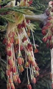Attēlu rezultāti vaicājumam “Acer negundo female flower”