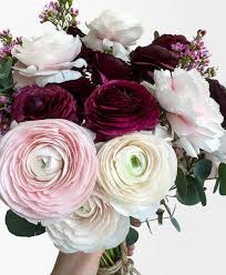 Attēlu rezultāti vaicājumam “Ranunculus mendax”