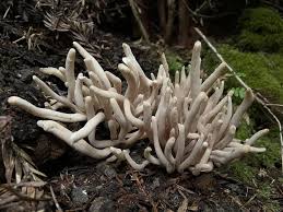 Attēlu rezultāti vaicājumam “Clavaria sphagnicola”