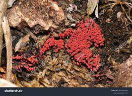 Attēlu rezultāti vaicājumam “Arcyria denudata”